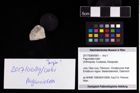 Foto (Objekt + Etikett) von Paguroidea indet.  (NHMW-GEO-2017-0089-0061)